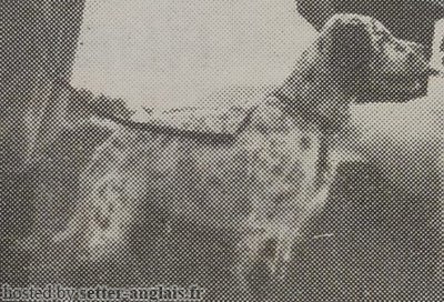 Setter Anglais PELE 2 Setter Anglais PELE 2